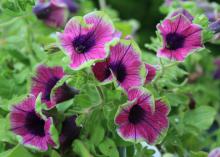  The Pretty Much Picasso Supertunia is a real visual stunner with its mix of bright purple, magenta and lime green. (Photos by Gary Bachman) 