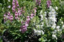 This Serena lavender and white Angelonia will bloom profusely from late spring until frost. (Photos by Gary Bachman)