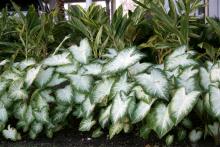 Caladiums are ideal for bringing color to the shady parts of gardens. This Aaron caladium is combined with ginger for a beautiful display. Angelonias, or summer snapdragons, perform best in full sun. 
