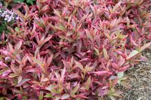 The Alternanthera Brazilian Red Hot is an outstanding landscape plant. It has wavy leaves with a vibrant variegation of purplish centers and bright fuchsia margins. (Photos by Gary Bachman)