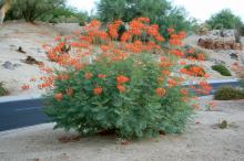 Butterflies love the gorgeous, orange-red flowers of the desert Pride of Barbados or Red Bird of Paradise. It can be grown in Mississippi as an annual in well-drained soil or raised beds. (Photos by Gary Bachman)