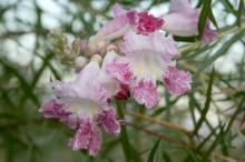 The showy, pink to pale violet, trumpet-shaped flowers of the desert willow bloom for weeks in the summer. This small tree is native to the Southwest but could be grown in Mississippi if it is not overwatered.