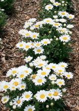 Daisy May is a small Shasta daisy that is a great candidate for the front of perennial borders. Their size also makes them fantastic thriller plants in containers. (Photo by Gary Bachman)