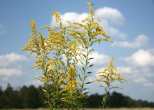 Goldenrod gives an explosion of color late in the summer. With tall, medium and dwarf varieties available, they can be a great addition to gardens, especially because they are not the cause of fall allergy problems. (Photo by Gary Bachman)