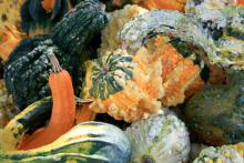 These multicolored, textured Autumn Wings gourds make perfect fall decorations. Gourds come in amazing varieties and will display well all season.