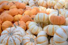 Mini pumpkins are versatile in fall decorations. These bright orange Mini Jacks and Pump Ke Mon with their white skin and vertical, orange stripes give decorators plenty of options. (Photos by Gary Bachman)