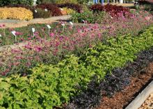 The combination planting of Purple Flash, Electric Lime coleus, and Fireworks gomphrena was one of the most colorful displays at The Fall Flower and Garden Fest. (Photos by Gary Bachman)