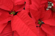 The brightly colored bracts of poinsettias make them the quintessential Christmas plant. (Photo by Kat Lawrence)