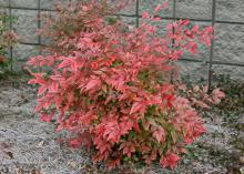 Firepower is a great dwarf Nandina. Its green foliage transforms to red for the cooler months, with the intensity of the color depending on how much sunlight it gets. (Photos by Gary Bachman)