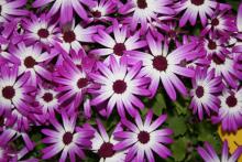 Use Pericallis Senetti, such as this magenta bicolor selection, as you would use mums in the fall. They look great alone in a container or even better as part of a combination container. (Photos by Gary Bachman)