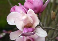 The exotic saucer magnolia, with its beautiful flowers and fragrance, is the most popular of the flowering magnolias. (Photo by Gary Bachman)