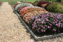 Sunpatiens are hybrid impatiens that thrive through the hottest parts of summer. They flower from spring until fall's first frosts. (Photos by Gary Bachman)