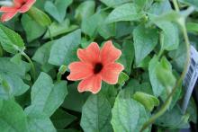 An interesting new selection of Black-eyed Susan vine available this year is African Sunset. These flowers have dark burgundy eyes and change color as they age, mimicking the colors of sunset. (Photos by Gary Bachman) 