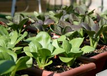 A container is a great way to grow fresh produce in a small space. These mini bok choy are thriving in window boxes. (Photos by Gary Bachman)