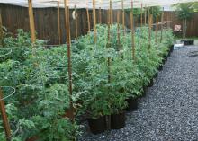 Container gardening isn't just for flowers . Many vegetables can be grown in containers, such as these tomatoes in 3-gallon nursery containers.