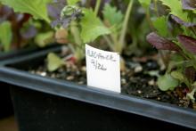 Old venetian blinds can be cut into strips and used in the garden as plant markers. Use a soft pencil to write the plant name on these repurposed tags. (Photo by MSU Extension Service/Gary Bachman) 