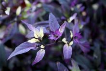 Most ornamental pepper flowers are white and inconspicuous, but the Purple Flash’s flowers are purple and add landscape interest.