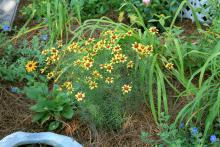 The landscape performance of Coreopsis verticillata, such as this Route 66 selection, makes these plants outstanding choices for season-long color. (Photo by Gary Bachman)