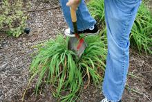 A sharp shovel can be used to divide some perennials, such as this daylily clump being split in half. (Photo by Gary Bachman)