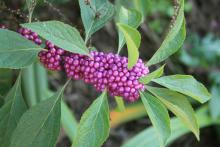 American beautyberry is a Mississippi-native shrub that lives up to its name by putting on a show of bright purple berries in the fall. (Photo by Gary Bachman)