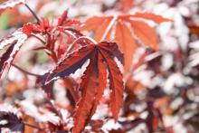 Mahogany Splendor hibiscus can be confused with purple Japanese maple, as both have dramatic, purple-burgundy leaves with coarse, deeply serrated edges. (Photo by Gary Bachman)