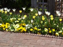 These yellow and white tulips provide a nice complement to yellow and white pansies. (Photos by Gary Bachman) 