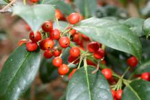 While the dark, glossy green leaves of the Nellie R. Stevens are pretty year-round, this holly's real attraction is its bountiful berries. (Photo by Gary Bachman)