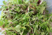 This colorful microgreen mix contains radish, cabbage and bok choi, all of which can easily be grown indoors during winter months.