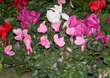 Cyclamen come in a variety of colors, including red, pink, white and lavender. The nodding flowers are held on straight stems high above the foliage. (Photo by MSU Extension Service/Gary Bachman)