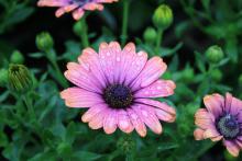 African daisies, such as this Copper Amethyst variety, have that familiar center disk and colorful petals ranging from white to yellow to bluish-purples. (Photos by Gary Bachman) 