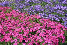 The color palette of the Senetti pericallis is in the blue to purple range and includes bright magenta blooms to brighten the final weeks of winter.