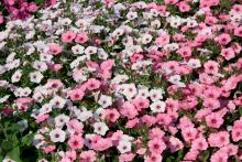 Vista Bubblegum and Vista Silverberry are supertunias. Together, they create a stunning effect as a landscape bed planting. (Photos by Gary Bachman)