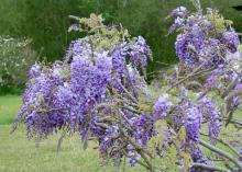 Purple and white are the most common wisteria colors , but nurseries also offer selections in pink and blue.