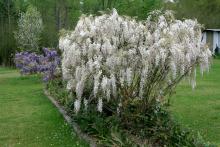 Wisterias can be trained to grow in shrub form, seen here , or in tree form. (Photos by Gary Bachman)