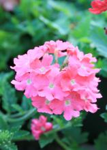 Lanai Verbena Deep Pink (top) makes an excellent choice for hanging baskets, ground covers and containers.