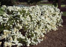 Gardenia can be used as a focal point, specimen or informal hedge, such the one in this garden.