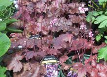 Coral bells can have some of the darkest foliage around, ranging from deep burgundy and dark purple to black. (Photo by MSU Extension Service/Gary Bachman)