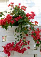 Red bougainvillea shows off against a white brick wall at Wister Gardens in Belzoni. (Photo by MSU Extension Service/Gary Bachman)