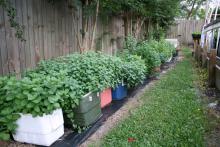 Recycled coolers make easy mint-growing containers and limit mint's aggressive growth. (Photo by MSU Extension Service/Gary Bachman)