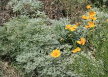 Plants that have blue and gray colors make good planting companions for Coreopsis, such as this Artemsia growing underneath Coreopsis grandiflora. (Photo by MSU Extension Service/Gary Bachman)