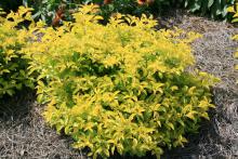 Cuban Gold Duranta can be used as an edge plant. It has a formal look when pruned and a casual appearance when left natural. (Photo by MSU Extension Service/Gary Bachman)