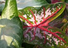 The foliage of a caladium is distinctive. The midribs on the leaves are often streaked or flashed with color, giving high contrast to green foliage. (Photo by MSU Extension Service/Gary Bachman)