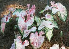 Foliage colors include reds, pinks, whites and greens, all in various shades and combinations, such as the ones in this Caladium peppermint. (Photo by MSU Extension Service/Gary Bachman)