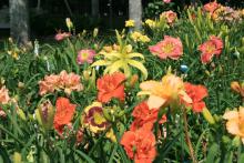With over 30,000 varieties of daylilies to choose from, gardeners can create mass plantings full of blooms in all sizes, shapes and colors. (Photo by MSU Extension Service/Gary Bachman)