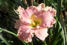 In addition to a wide range of colors, daylilies can have unique physical features, such as Pink Lemonade Party's ruffled golden edges on light pink petals. (Photo by MSU Extension Service/Gary Bachman)