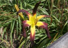 The Spider Form daylily's elongated petals add a dramatic touch to the home landscape. (Photo by MSU Extension Service/Gary Bachman)