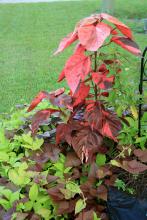 The Bronze Pink copperleaf plant makes a beautiful container planting when paired with red and light green sweet potato vine. (Photo by MSU Extension Service/Gary Bachman)