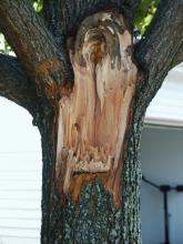 Storm-damaged limbs usually leave a jagged wound that must be smoothed so water will not accumulate and cause further damage. (Photo by MSU Extension Service/Gary Bachman)