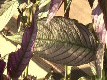 Persian shield requires full sun to develop bold colors and will fade if planted in the shade. (Photo by MSU Extension Service/Gary Bachman)