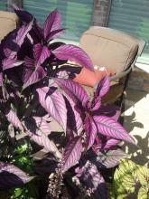 Foliage plants with unusual color combinations, such as Persian shield, help combination containers transition from summer to autumn. (Photo by MSU Extension Service/Gary Bachman)